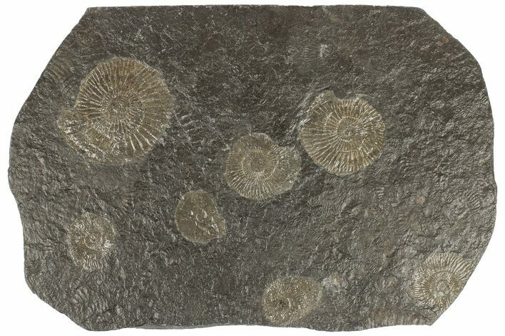 Dactylioceras Ammonite Cluster - Posidonia Shale, Germany #180397